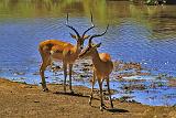Impalas, Serengeti National Park, Tanzania, Africa